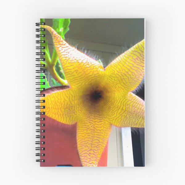 Item preview, Starfish cactus designed and sold by Asiantiger247.