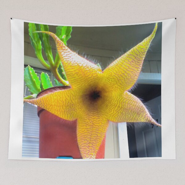 Item preview, Starfish cactus designed and sold by Asiantiger247.