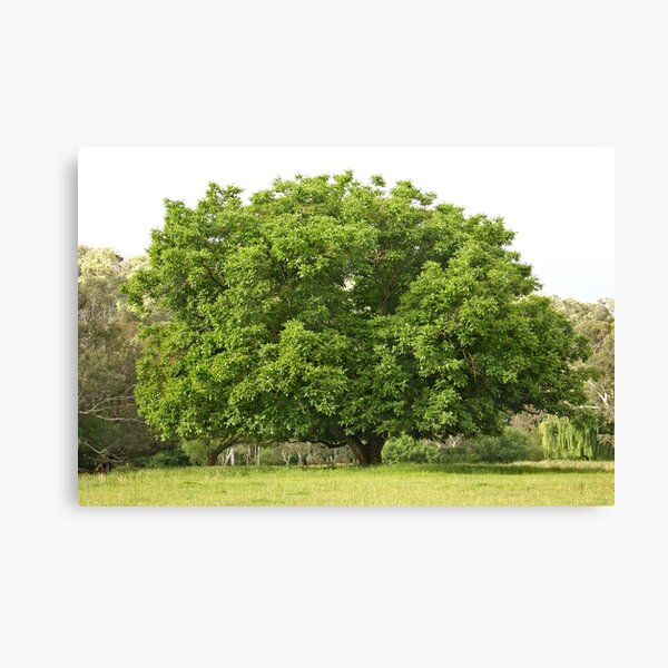 Walnut Tree Canvas Print