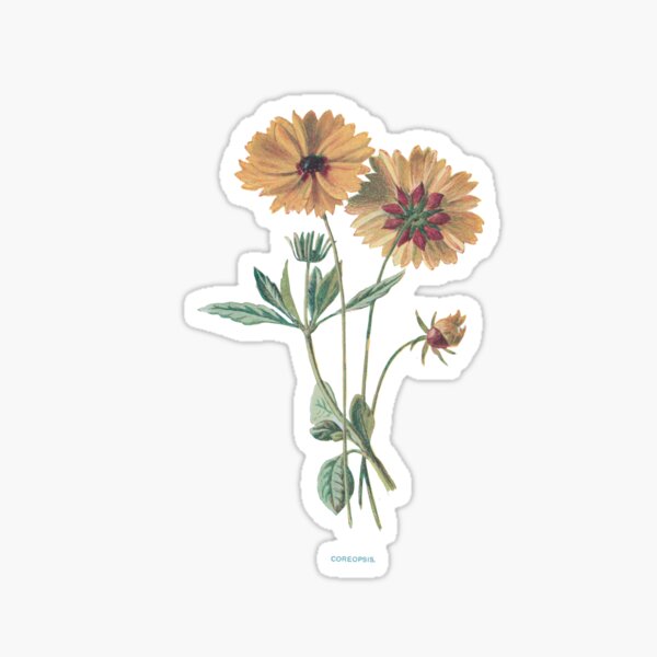 Coreopsis Print, Original Flower Print, Botanical Antique, Antique print, Coreopsis Wall art, Coreopsis Flower, Botanical Prints Sticker