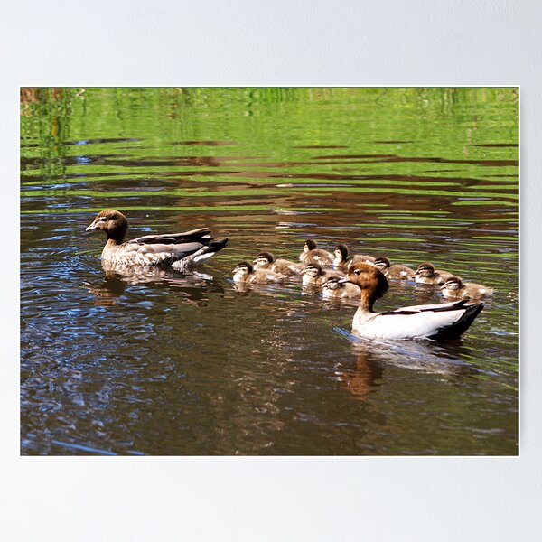 Item preview, Australian Wood Duck family #2, Gippsland, Victoria designed and sold by Bev Pascoe.