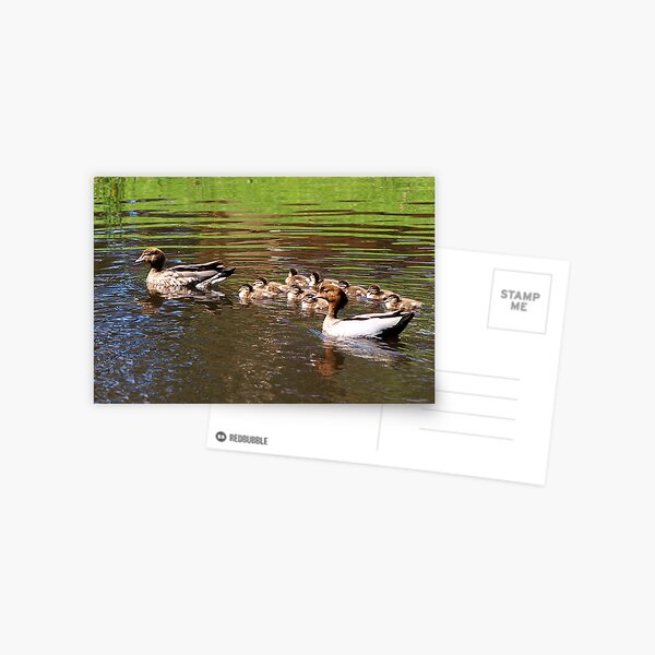 Australian Wood Duck family #2, Gippsland, Victoria Postcard