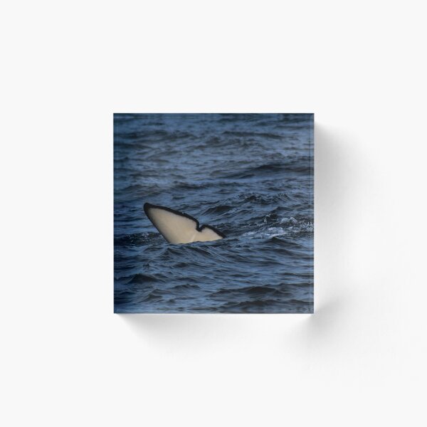 Item preview, Orca Fluke designed and sold by Selena Rivera.