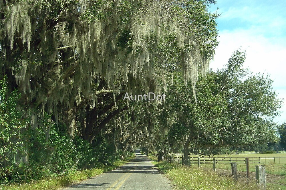 "Rural Ocala/Oak Trees and Spanish Moss" by AuntDot Redbubble