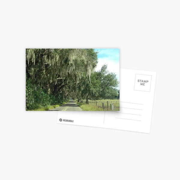 Item preview, Rural Ocala/Oak Trees and Spanish Moss designed and sold by AuntDot.