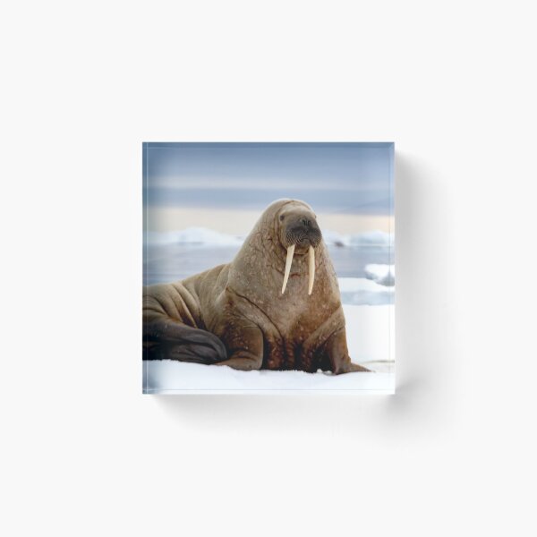 Item preview, I Am the Walrus designed and sold by Marylou Badeaux.