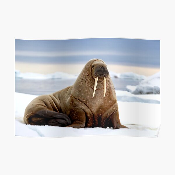 I Am the Walrus Poster
