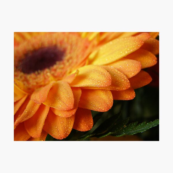 Aperçu de l'œuvre Gerbera créée et vendue par Roxanne Persson.