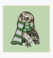 Cunning Short-Earred Owl Photographic Print