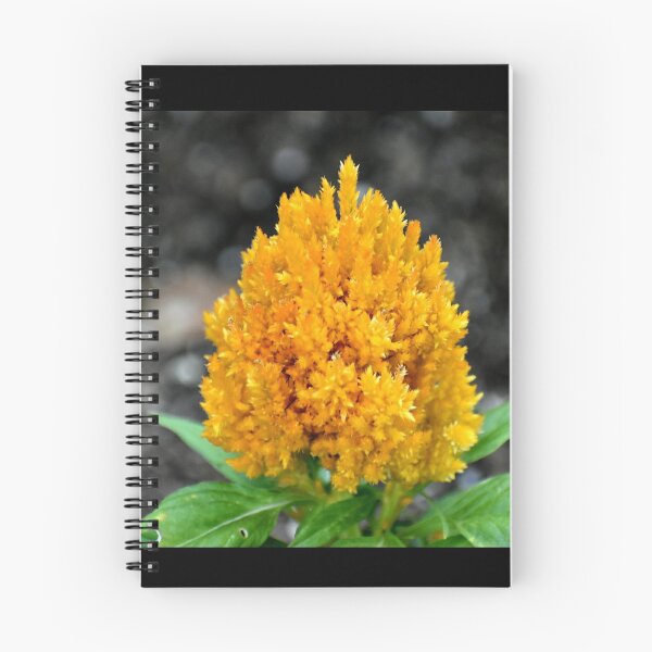 Item preview, Cactus Flower designed and sold by PicsByDerek.
