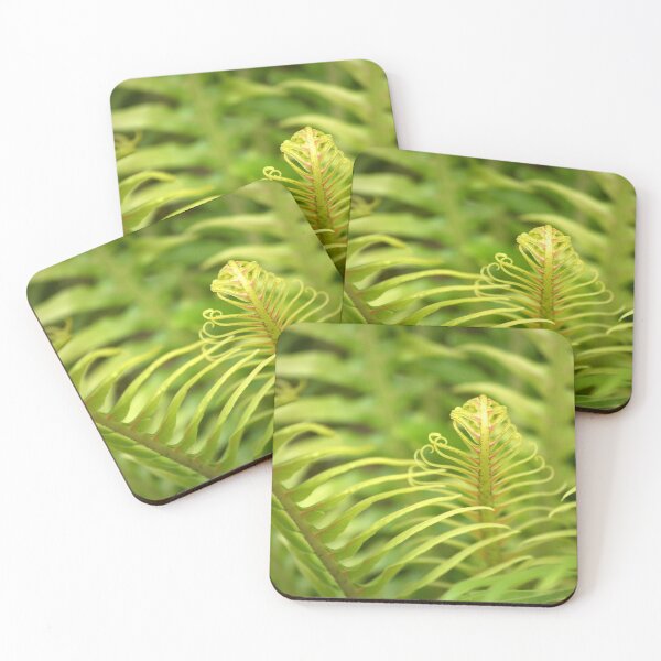 Item preview, Tropical Tree Fern designed and sold by K D Graves Photography.