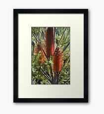 BOTTLE BRUSH Framed Print