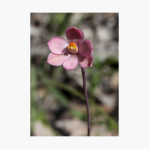 Artikelvorschau, Thelymitra carnea Pink sun orchid entworfen und verkauft von Cindy McDonald.