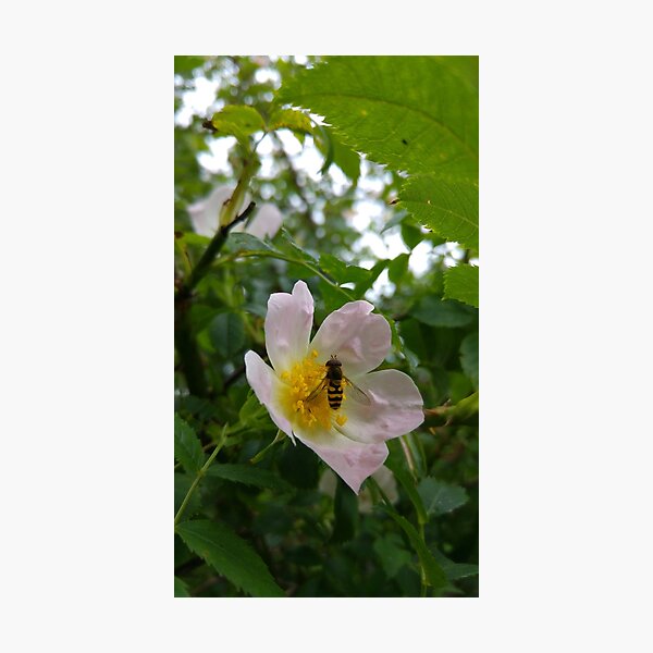 Hoverfly on a Dog Rose Flower Photographic Print