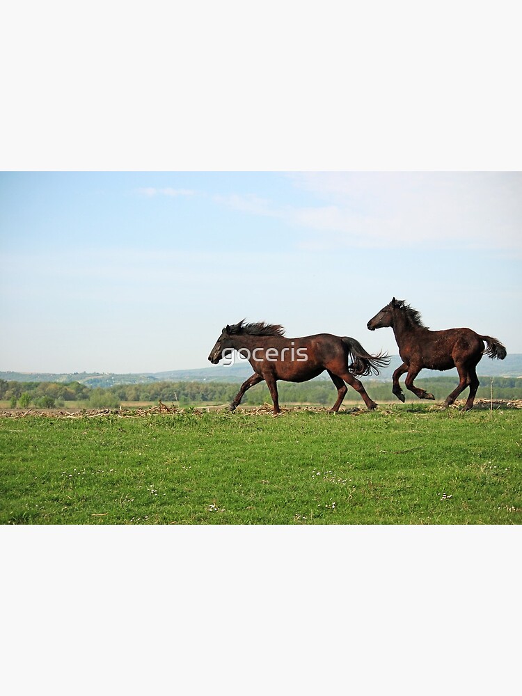 caballos corriendo en un campo