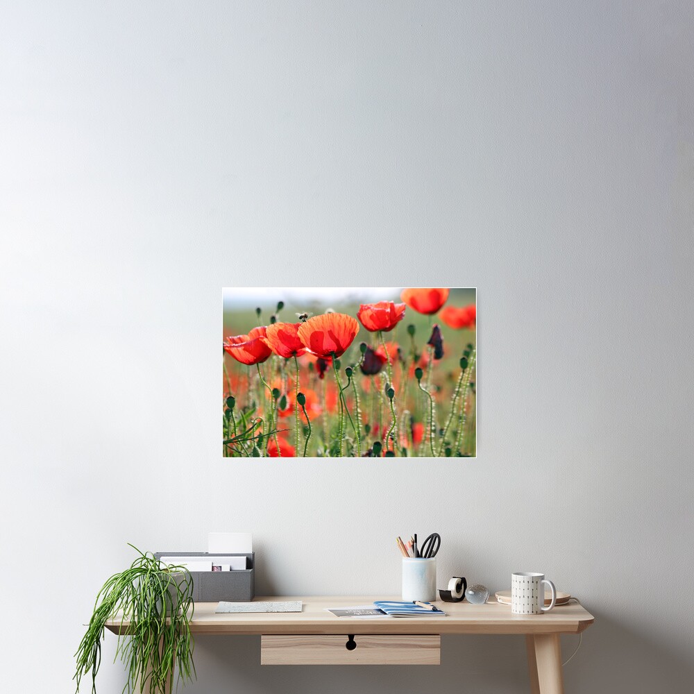 bee and poppies flower spring season Poster