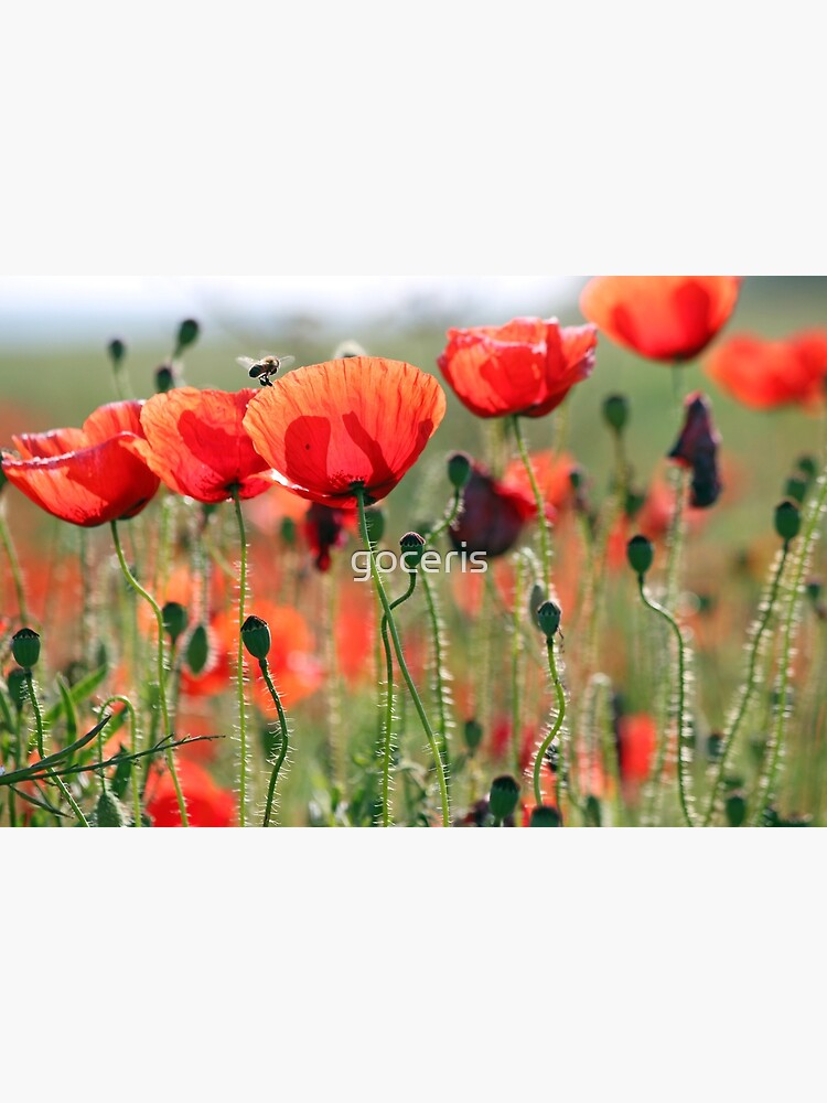bee and poppies flower spring season by goceris