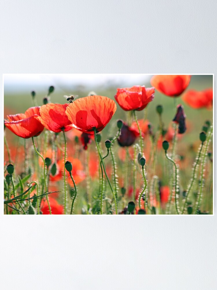 Alternate view of bee and poppies flower spring season Poster