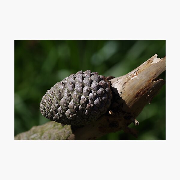 Item preview, Pine Cone designed and sold by CORNISHPHOTOS.