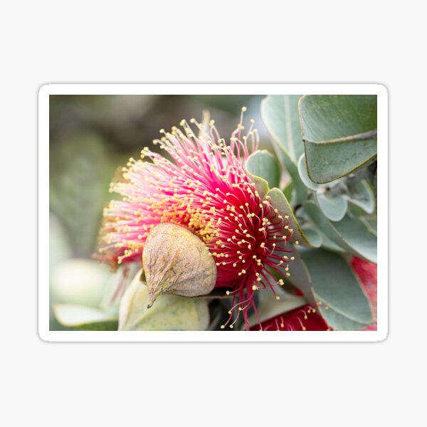 Western Australian wildflower - Mottlecah Sticker