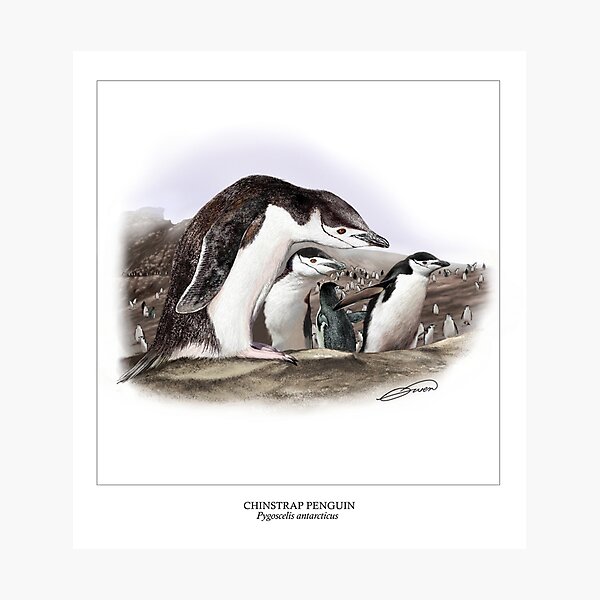 Item preview, CHINSTRAP PENGUIN 5 designed and sold by DilettantO.