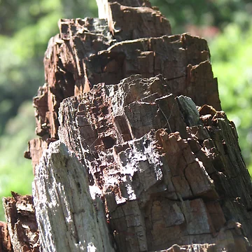 Artwork thumbnail, Stumpy by mkleinjan
