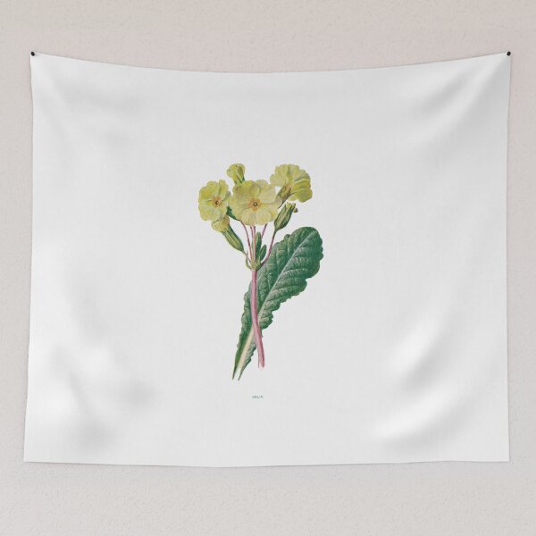 Item preview, Oxlip Print, Original Flower Print, Botanical Antique, Antique print, Oxlip Wall art, Oxlip Flower, Botanical Prints designed and sold by Studio66Designs.