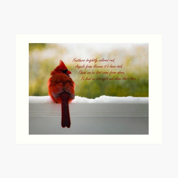Male Cardinal - Visitor From Heaven quote Art Print
