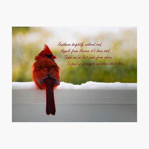 Male Cardinal - Visitor From Heaven quote Photographic Print