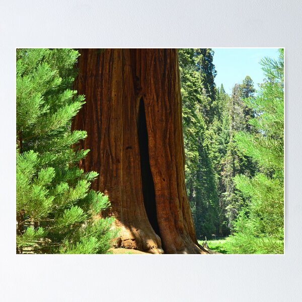 Sequoia Giants Trail of 100 Trees