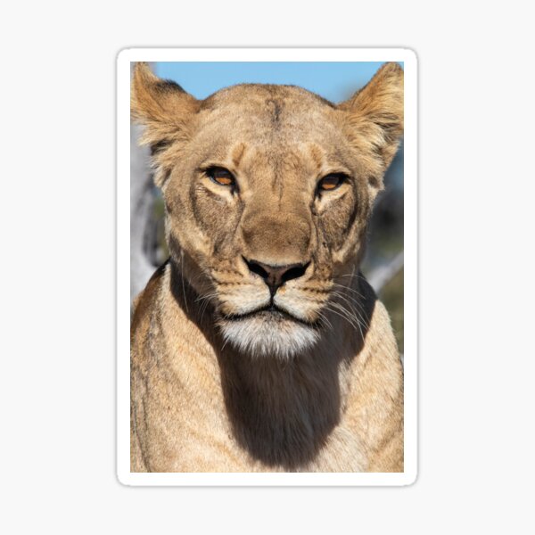 Item preview, Lioness Portrait designed and sold by elissatitle.