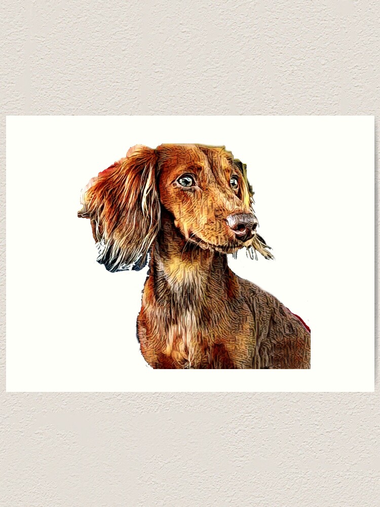 ginger dachshund