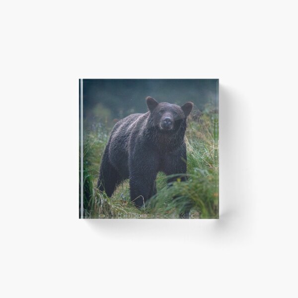 Item preview, Approaching Grizzly designed and sold by elissatitle.