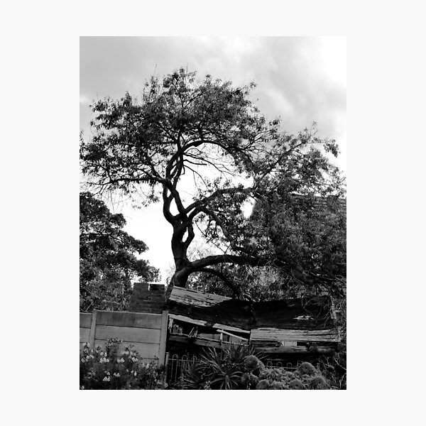The tree that fell on the shed Photographic Print