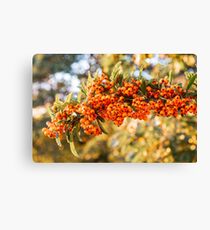 Bright Orange Firethorn or Pyracantha berries Canvas Print
