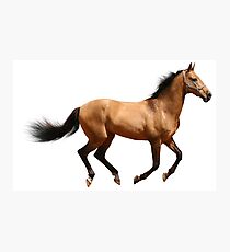 Laufendes Pferd Fotodruck