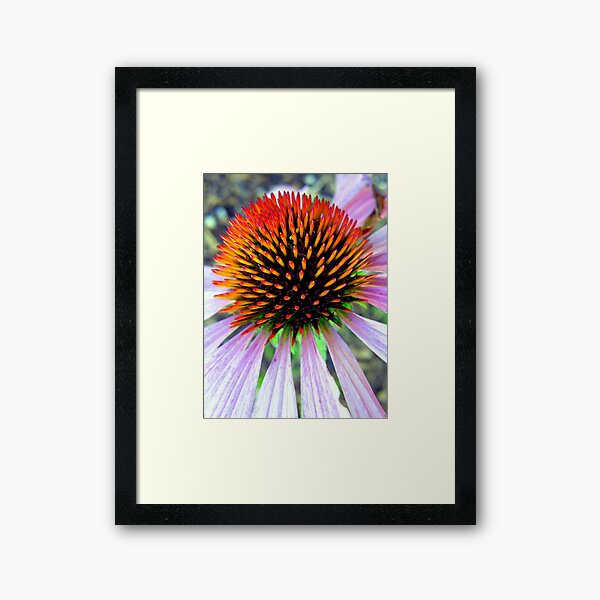 Echinacea Framed Art Print
