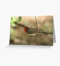 Warbler, Red-faced Greeting Card
