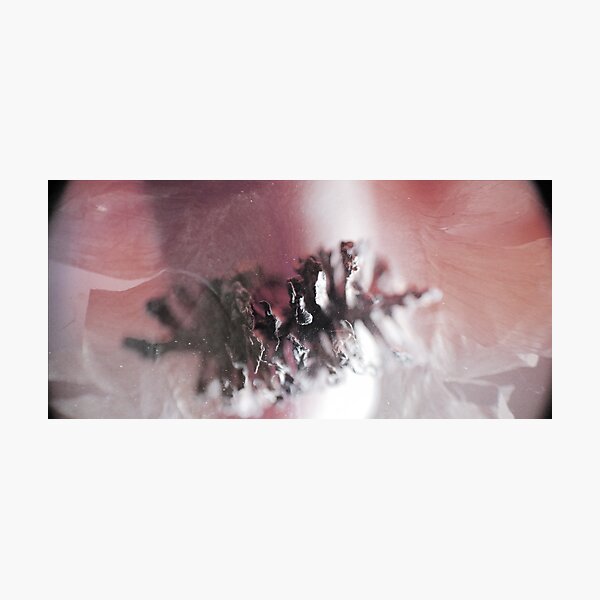 Close up with a Seed Photographic Print