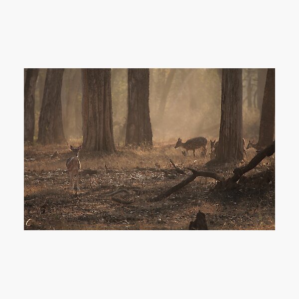 Habitats Photographic Print