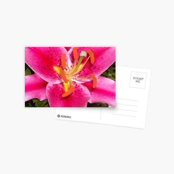 Beautiful Lily Postcard