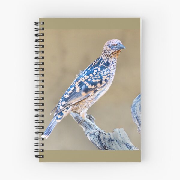 Item preview, Western Bowerbird, Alice Springs, Australia designed and sold by Geoffrey Higges.