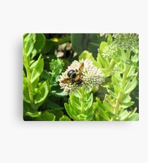 bumble bee Metal Print