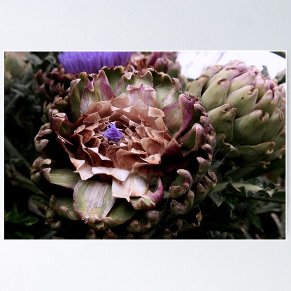 Artichoke Poster