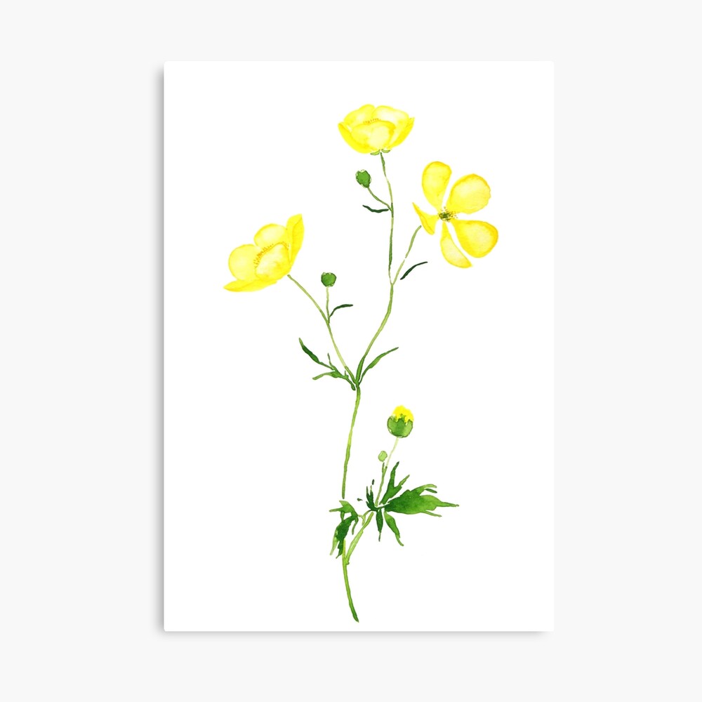 buttercup flower watercolor