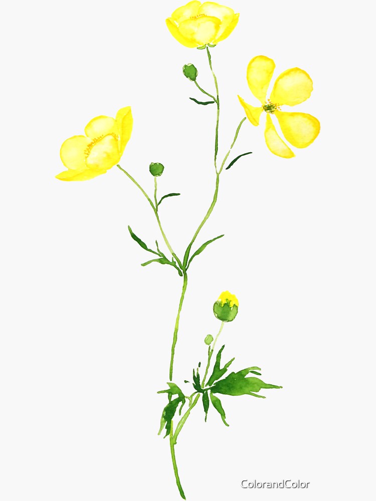 yellow buttercup flowers coloring pages