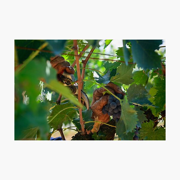Old hands picking grapes, Castiglione d'Orcia, Tuscany, Italy Photographic Print