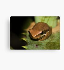 Froglet Canvas Print