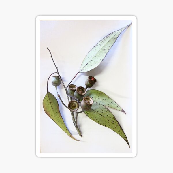 Marri eucalypt leaves and nuts, Western Australia Sticker