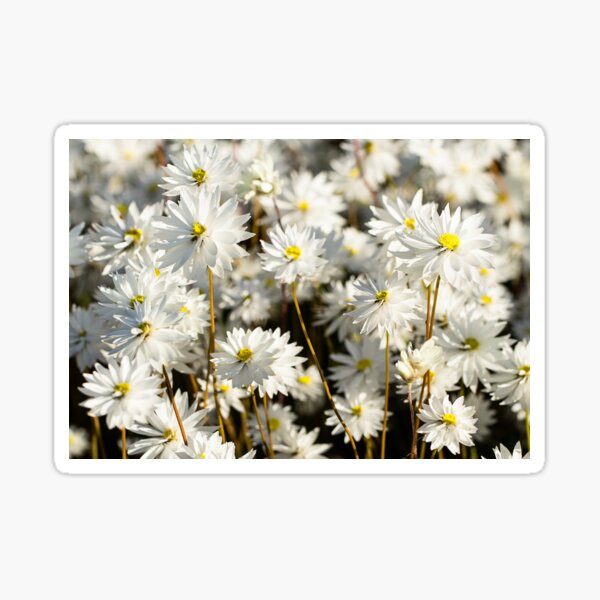 Western Australian wildflower - everlasting daisies Sticker